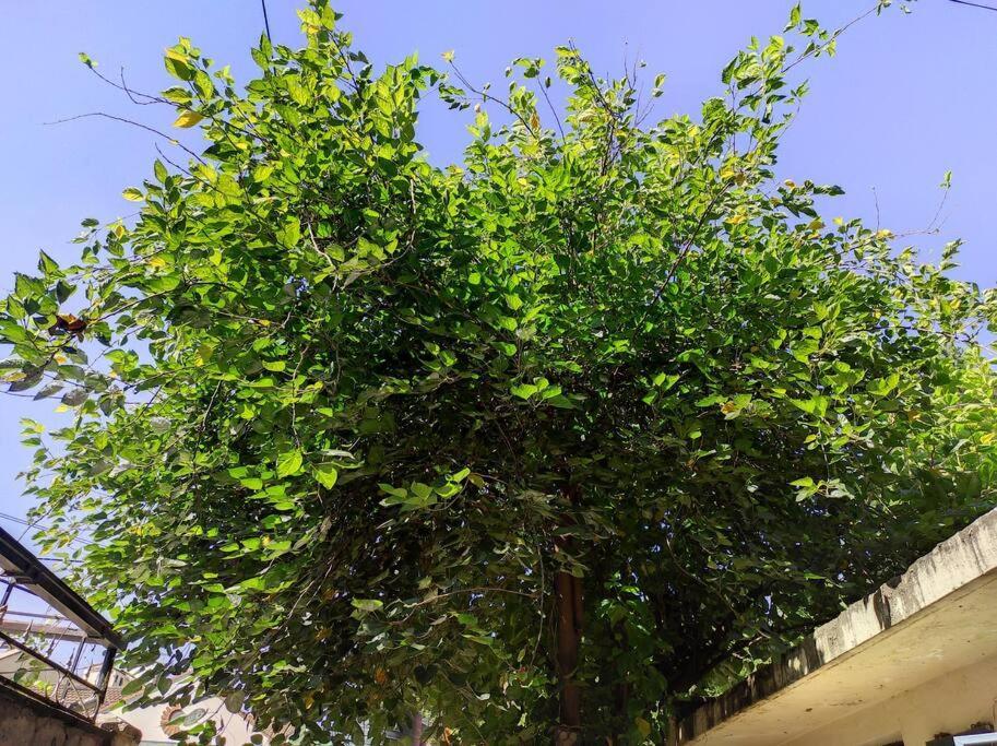 Walk To Strathmore Uni, Java, Wilson Airport,Tmall Nairobi Ngoại thất bức ảnh